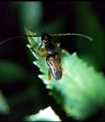 Attēlu rezultāti vaicājumam “Anastrangalia sanguinolenta female”