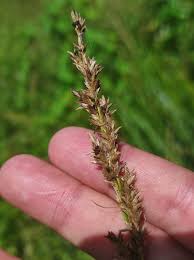 Attēlu rezultāti vaicājumam “Carex paniculata”