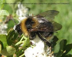 Attēlu rezultāti vaicājumam “Psithyrus sylvestris”