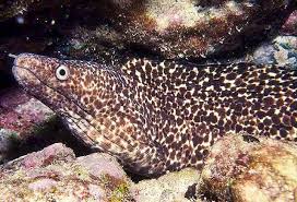 Image result for Gymnothorax vicinus