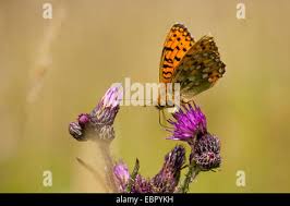 Attēlu rezultāti vaicājumam “Argynnis aglaja underside”