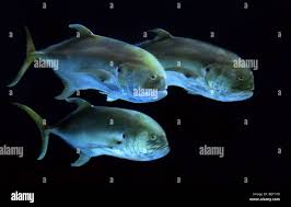 Image result for Caranx ignobilis