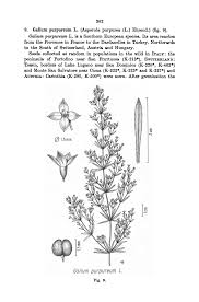 Attēlu rezultāti vaicājumam “Galium schultesii fruit”