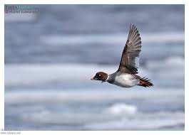 Attēlu rezultāti vaicājumam “Bucephala clangula female”