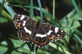 Attēlu rezultāti vaicājumam “Araschnia levana larva”