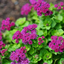 Image result for Ageratum houstonianum