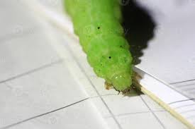 Attēlu rezultāti vaicājumam “Phlogophora meticulosa”