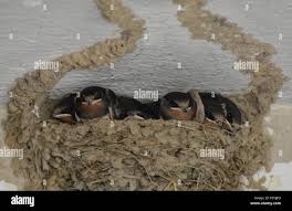 Attēlu rezultāti vaicājumam “Hirundo rustica nest”