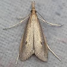 Attēlu rezultāti vaicājumam “Donacaula mucronella”