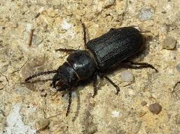 Attēlu rezultāti vaicājumam “Spondylis buprestoides”