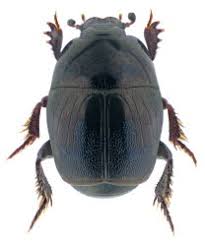 Attēlu rezultāti vaicājumam “Hypocaccus rugiceps”