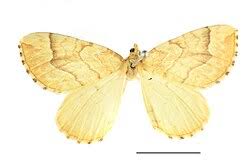 Attēlu rezultāti vaicājumam “Eulithis mellinata”