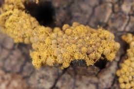 Attēlu rezultāti vaicājumam “Oligonema persimile”