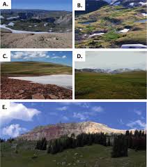 Attēlu rezultāti vaicājumam “Harpanthus flotovianus cells”