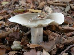 Attēlu rezultāti vaicājumam “Clitocybe nebularis”