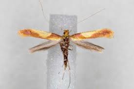 Attēlu rezultāti vaicājumam “Caloptilia alchimiella”