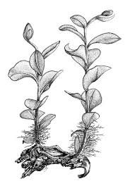 Attēlu rezultāti vaicājumam “Rhizomnium punctatum”