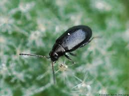 Attēlu rezultāti vaicājumam “Phyllotreta sp.”