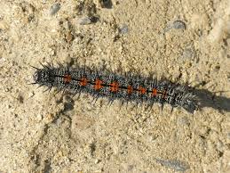 Attēlu rezultāti vaicājumam “Nymphalis antiopa”