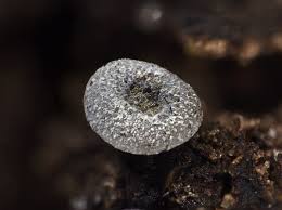 Attēlu rezultāti vaicājumam “Badhamia lilacina macro”