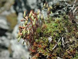 Attēlu rezultāti vaicājumam “Bryum”