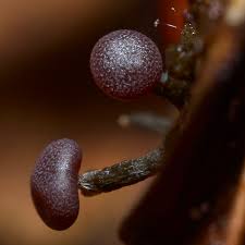 Attēlu rezultāti vaicājumam “Symphytocarpus impexus plasmodium”