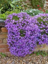 Image result for Phlox (großblumig)