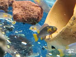 Attēlu rezultāti vaicājumam “Cygnus cygnus juvenile”