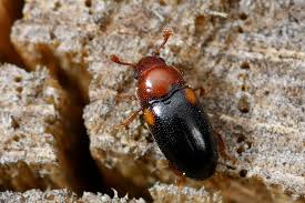 Attēlu rezultāti vaicājumam “Dacne bipustulata”