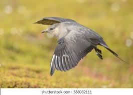 Attēlu rezultāti vaicājumam “Stercorarius parasiticus”