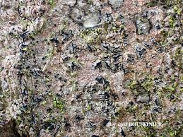 Attēlu rezultāti vaicājumam “Opegrapha rufescens”