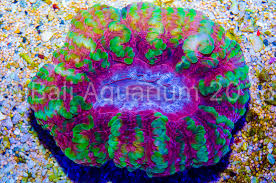 Attēlu rezultāti vaicājumam “Trichia alpina macro”