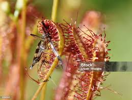 Attēlu rezultāti vaicājumam “Drosera anglica fruit”