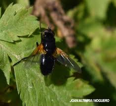 Attēlu rezultāti vaicājumam “Mesembrina meridiana”