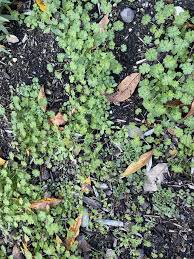 Attēlu rezultāti vaicājumam “Geranium pusillum leaf”