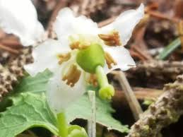 Attēlu rezultāti vaicājumam “Moneses uniflora fruit”