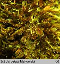 Attēlu rezultāti vaicājumam “Leucodon sciuroides”