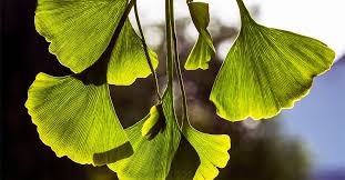 Attēlu rezultāti vaicājumam “Ginkgo biloba leaf”