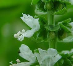 Attēlu rezultāti vaicājumam “Ocimum basilicum flower”