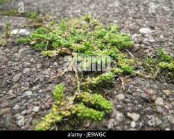 Attēlu rezultāti vaicājumam “Herniaria glabra leaf”