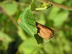 Attēlu rezultāti vaicājumam “Apoderus coryli”