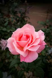 Image result for FOTO ROSA