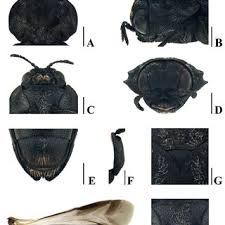 Attēlu rezultāti vaicājumam “Tetratoma fungorum”