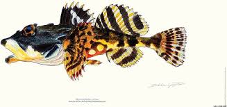 Image result for Myoxocephalus scorpius