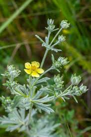 Attēlu rezultāti vaicājumam “Potentilla arenaria”