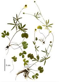 Attēlu rezultāti vaicājumam “Ranunculus auricomus leaf”