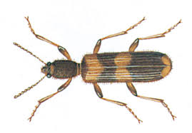 Attēlu rezultāti vaicājumam “Criocephalus rusticus”