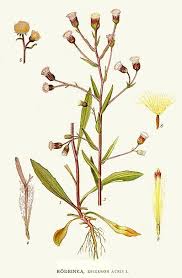 Attēlu rezultāti vaicājumam “Erigeron acris flower”