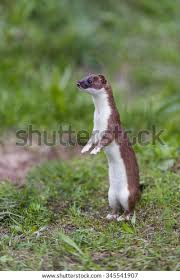 Attēlu rezultāti vaicājumam “Mustela erminea”