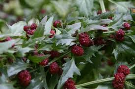 Attēlu rezultāti vaicājumam “Chenopodium foliosum fruit”